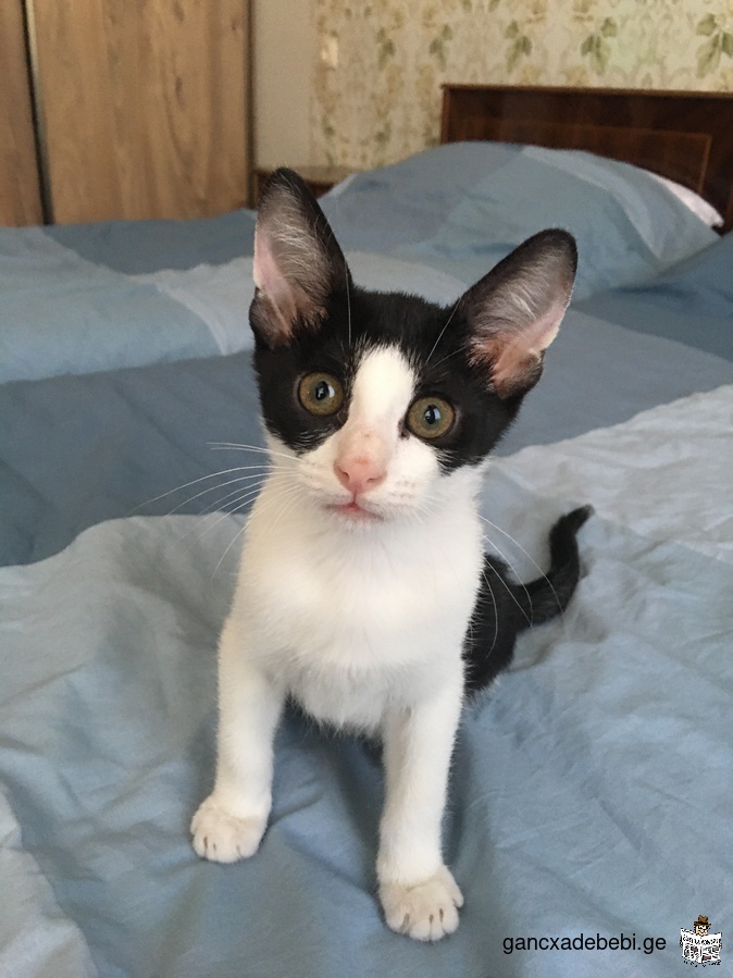 Отдам в добрые руки черно-белого гладкошерстного котенка-мальчика около 3 месяцев возраст