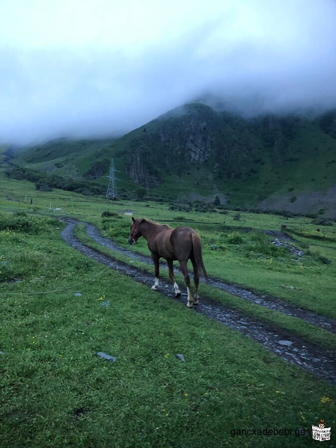 Предлагаем конный тур в Казбеги