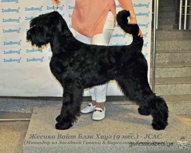 Продам щенков Русского Черного Терьера