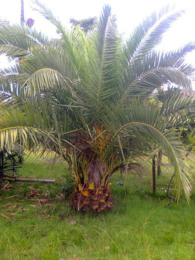 пальмы и вечнозеленые растения дёшево.