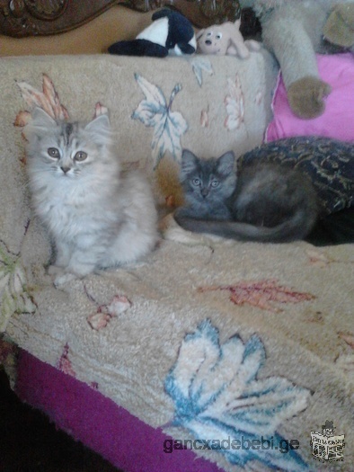 персидские котята